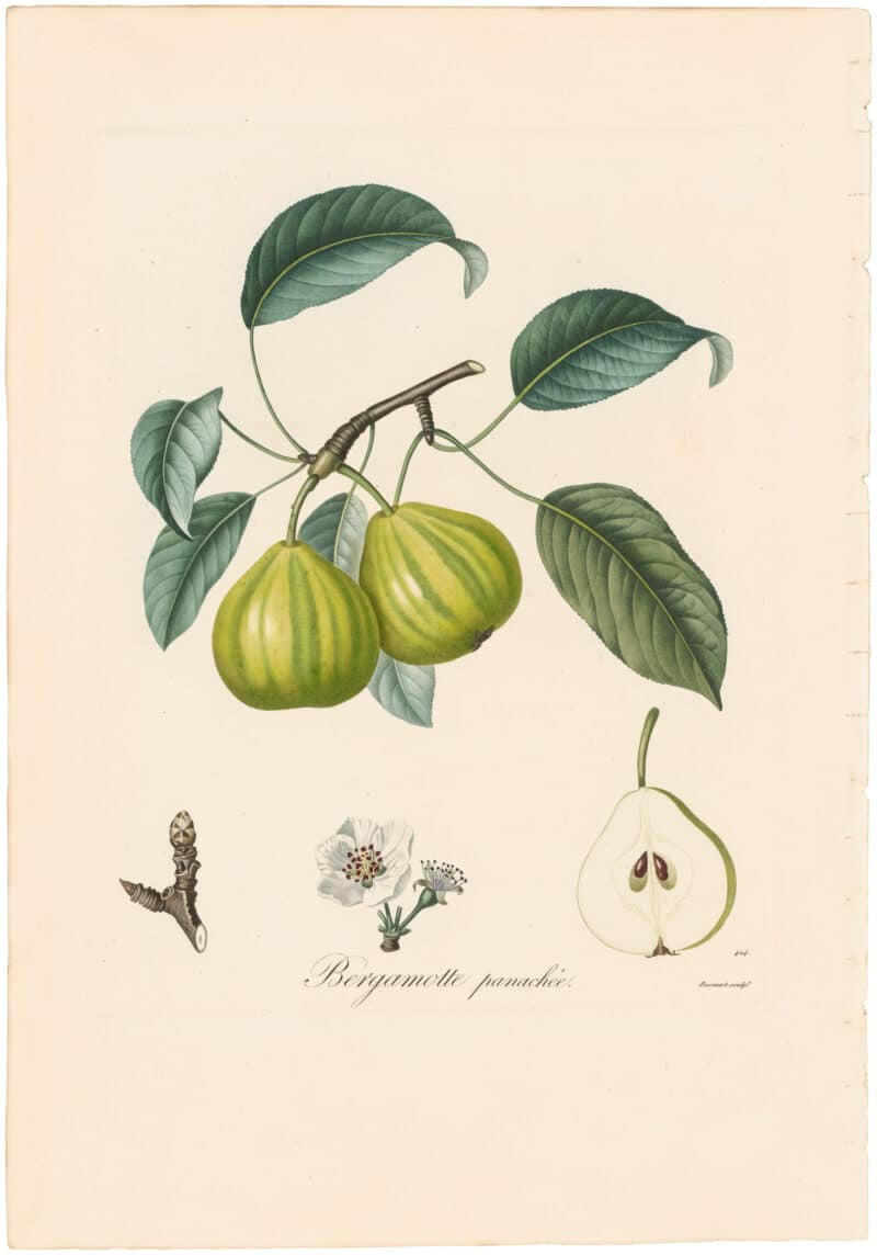 Poiteau Pl. 237, Poirier Bergamote panachee