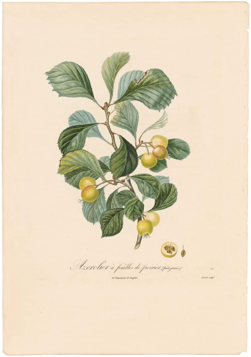 Poiteau Pl. 402, Azerolier a feuilles de poirer