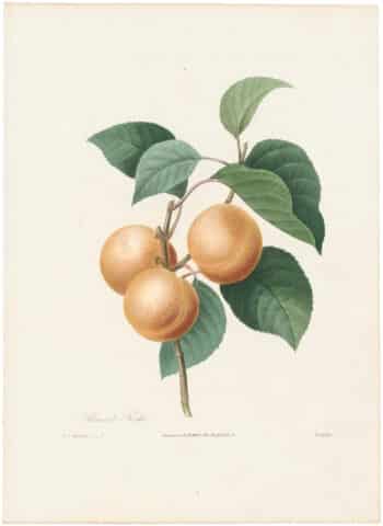 Redouté Choix 1835, Pl. 1, Apricot