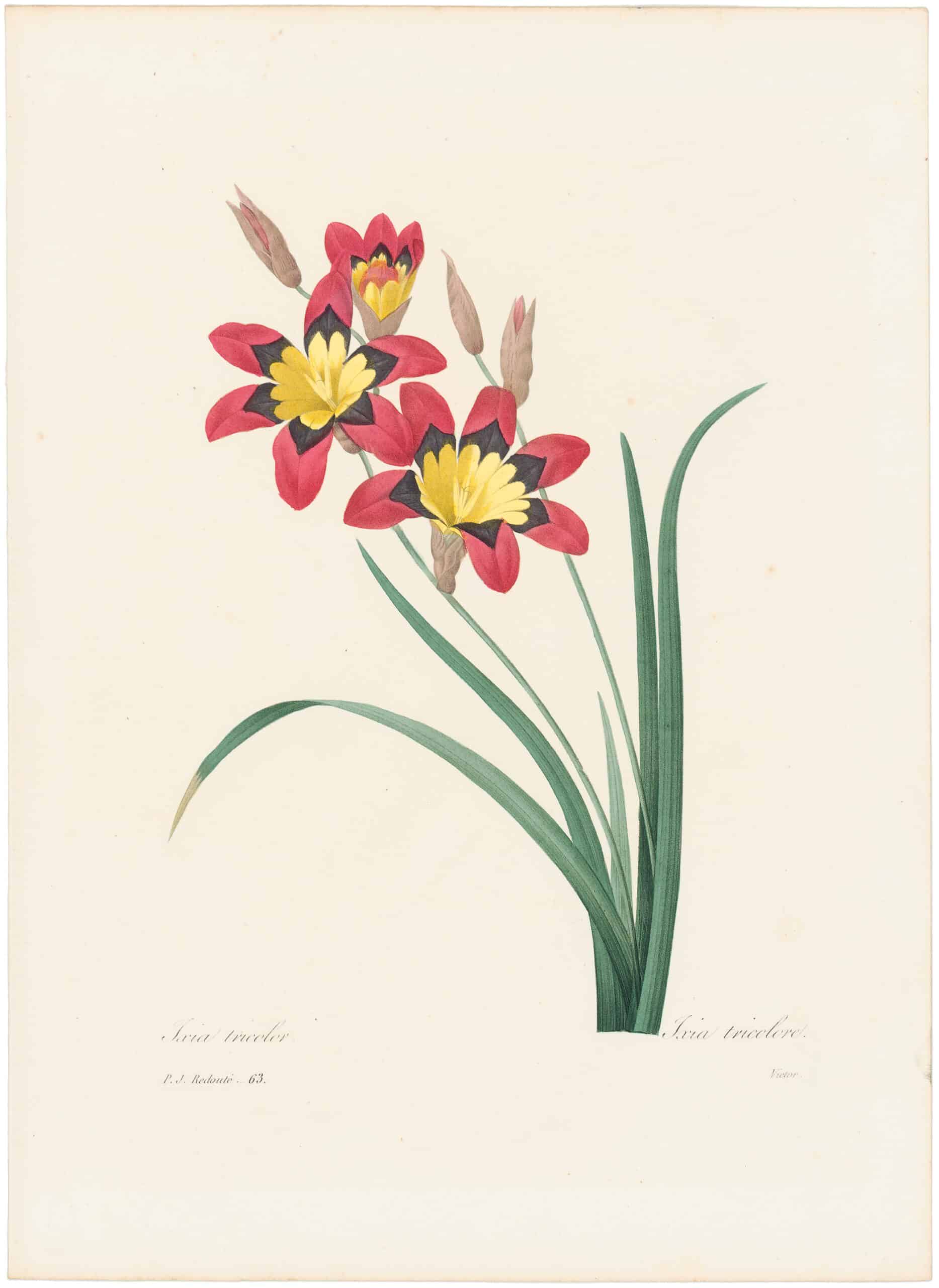 Redouté Choix 1835, Pl. 63, Sparaxis Tricolor | Choix des plus belles ...