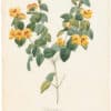 Redouté Choix 1835, Pl. 106, Slender Shrub; yellow flowers