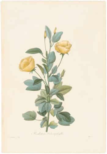 Redouté Choix 1835, Pl. 115, Cienfuegosia Heterophylla; yellow