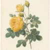 Redouté Choix 1835, Pl. 128, Sulpher Rose; double, yellow