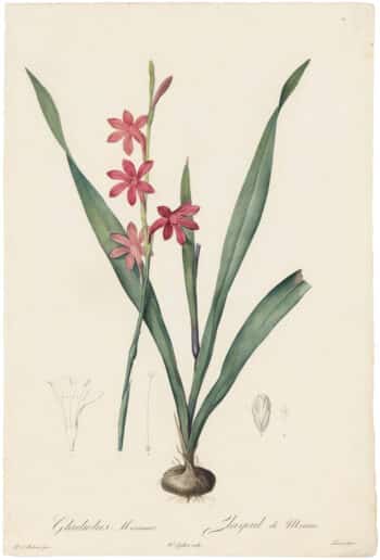 Redouté Lilies Pl. 11, Red Gladiolus