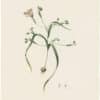 Redouté Lilies Pl. 71, Neglected Moraea