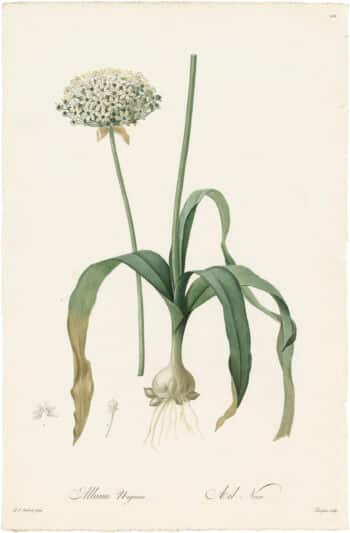 Redouté Lilies Pl. 102, Black Garlic
