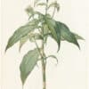 Redouté Lilies Pl. 192, Commelina Zanonia