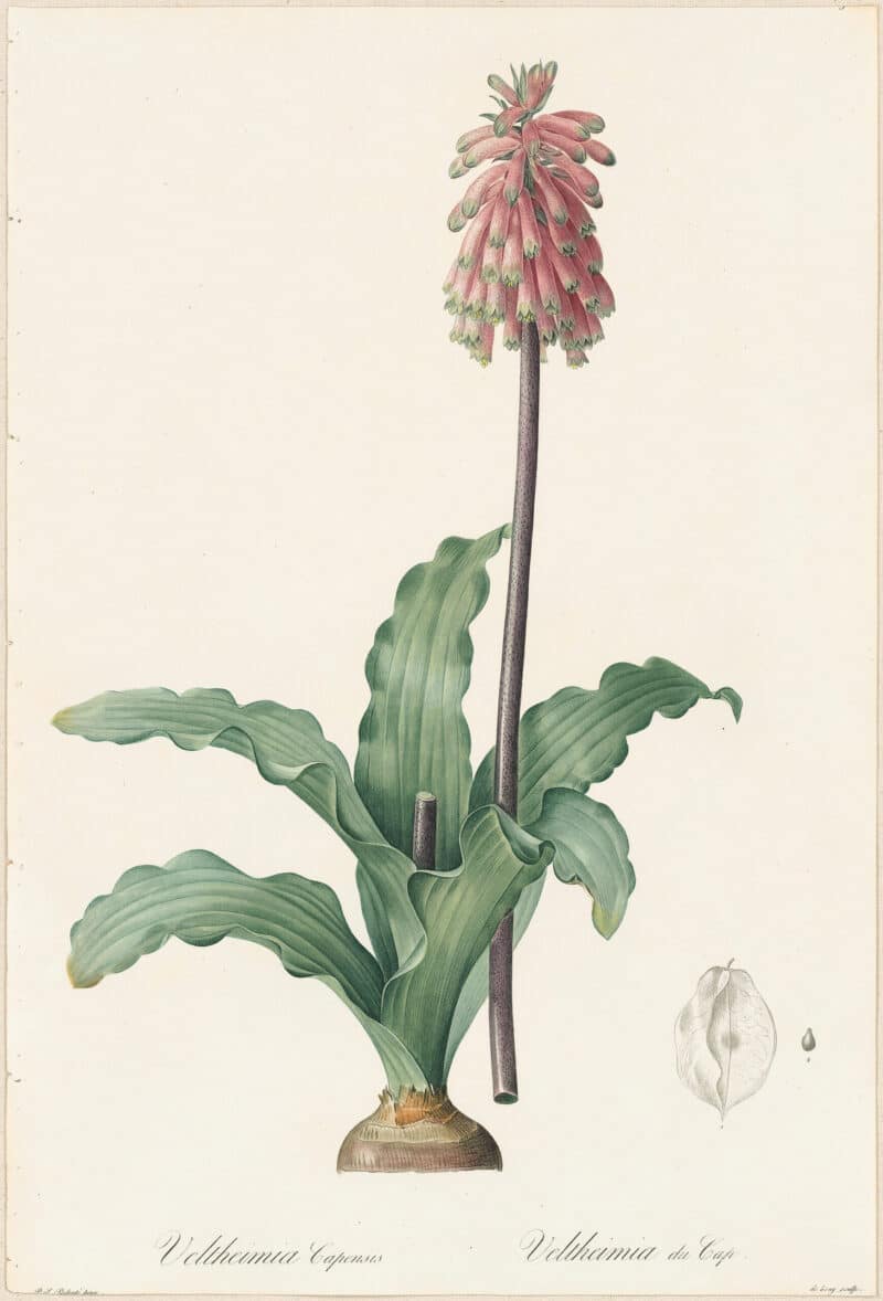 Redouté Lilies Pl. 193, Eastern Cape Veltheimia
