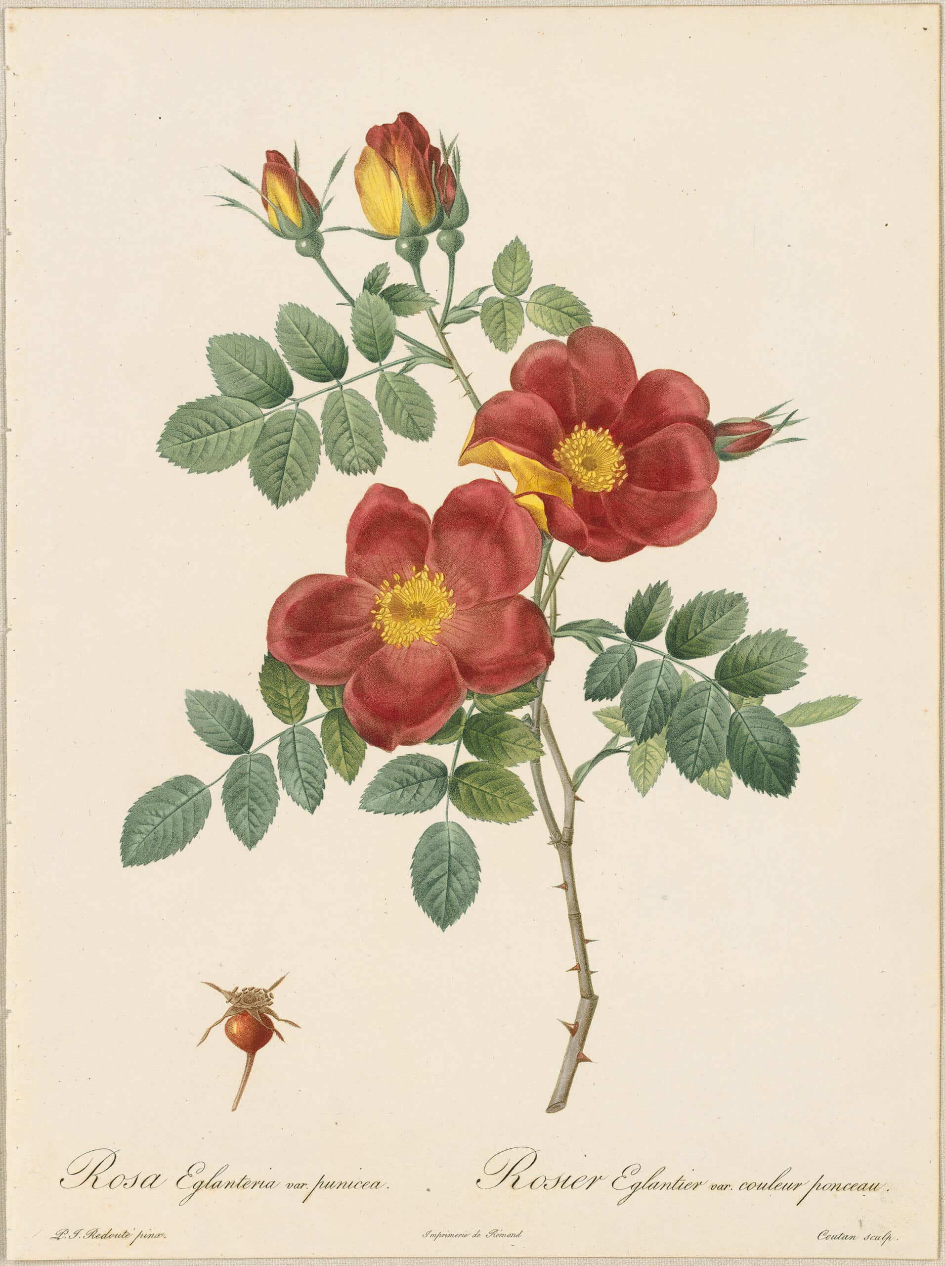 Redouté Roses Pl. 24, Austrian Copper Rose | Les Roses - Antique Originals