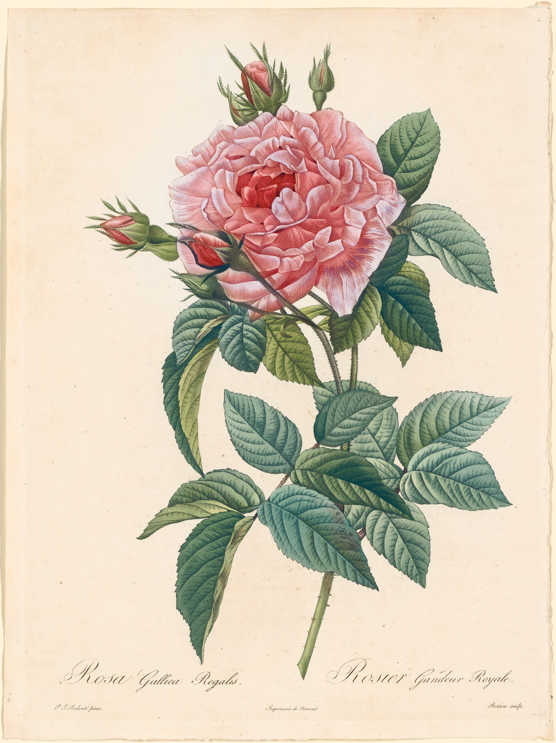 Les Roses - Antique Originals | Botanical Art | Pierre-Joseph Redouté