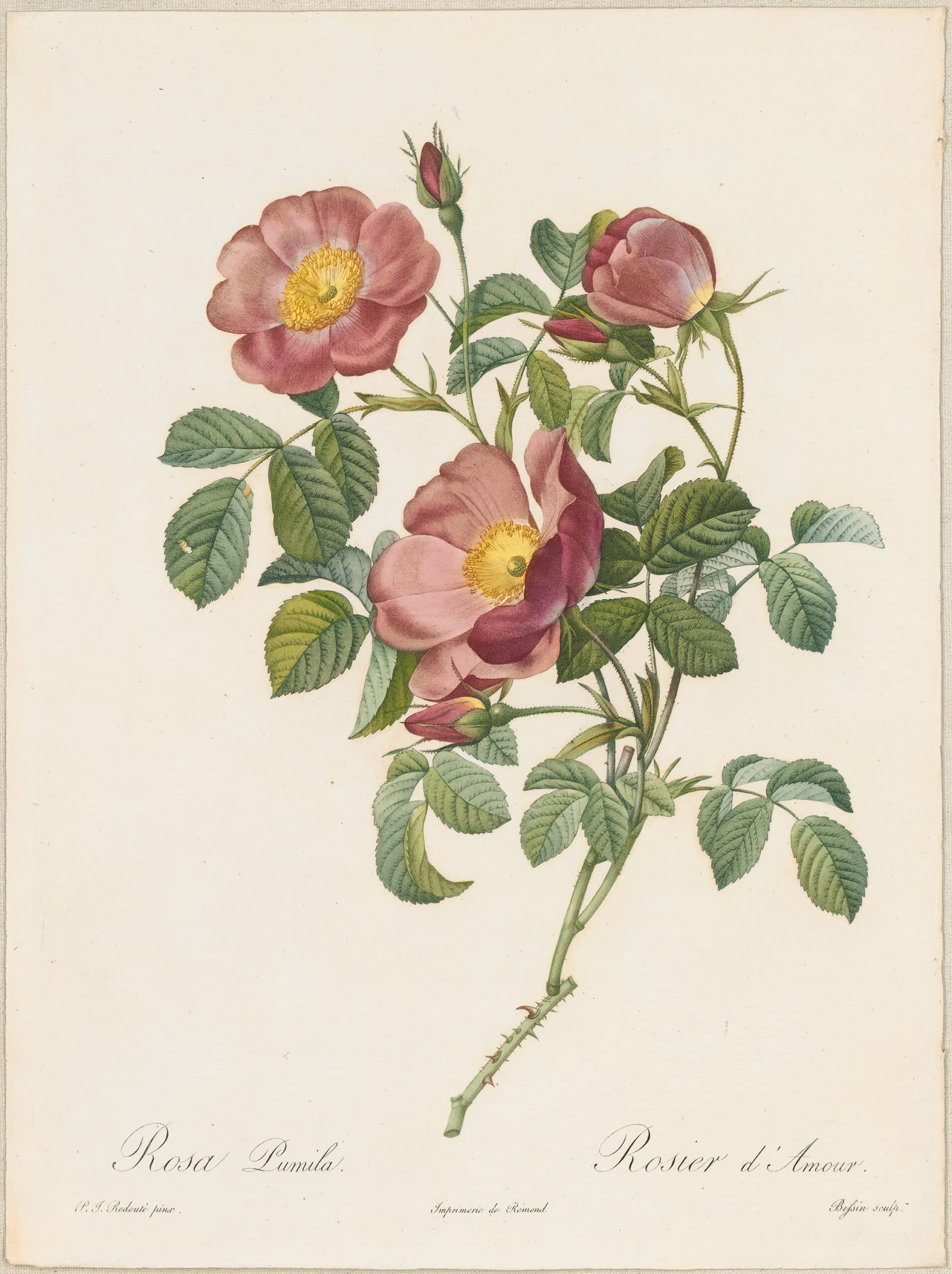 FRENCH ROSE