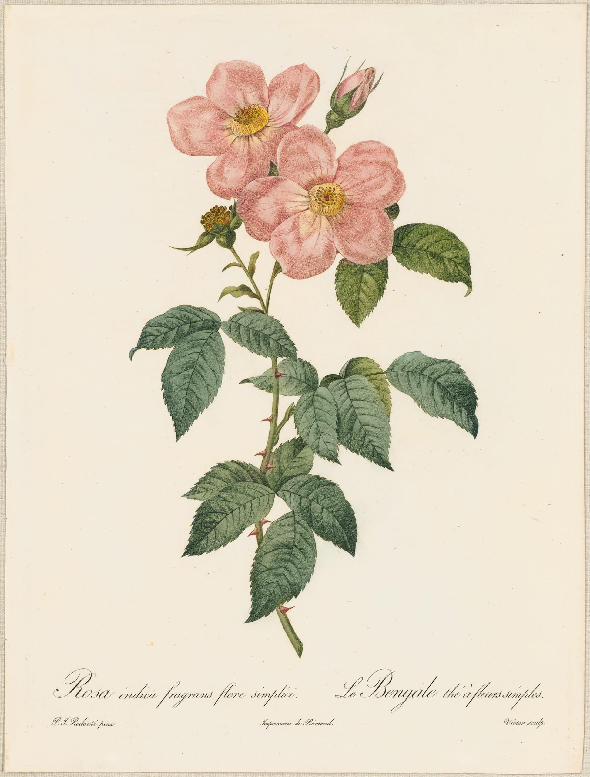 Redouté Roses Pl. 166, Single variety of Tea Rose - Joel Oppenheimer ...
