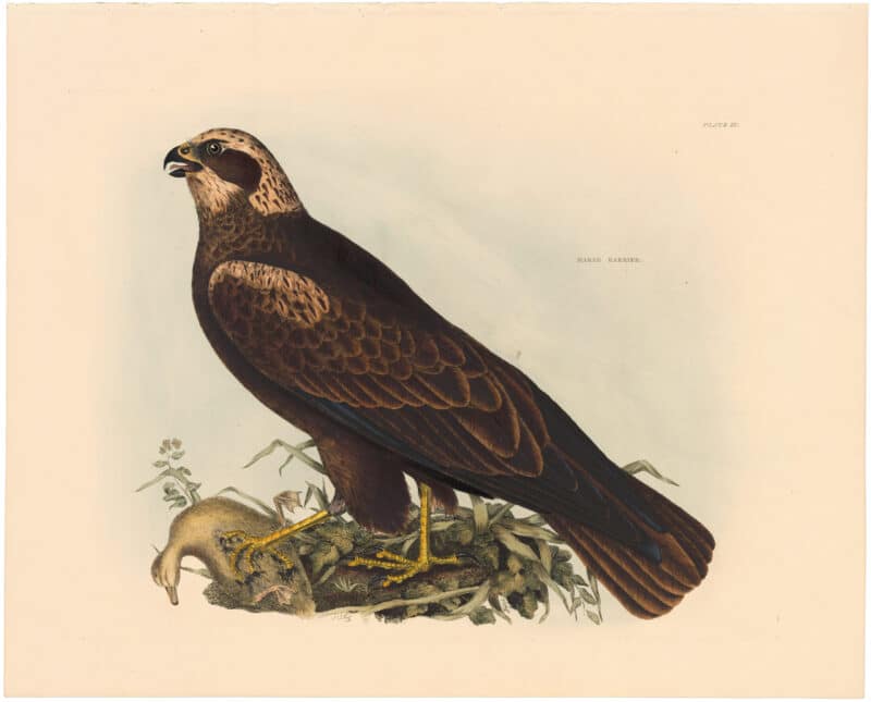 Selby Vol 1, Pl. 4, Osprey, Female