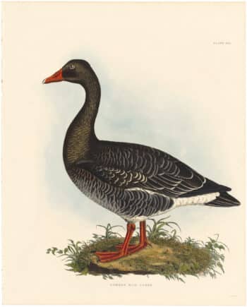 Selby Vol 2, Pl. 33B, Cream Colored Swiftfoot