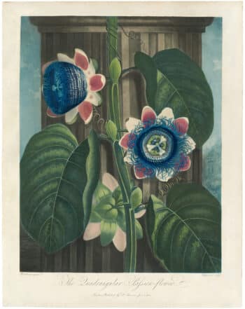 Thornton Pl. 19, The Quadrangular Passion Flower