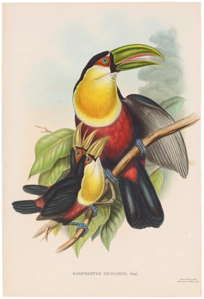 Gould Toucans 2nd Ed, Pl. 14, Green Billed Toucan