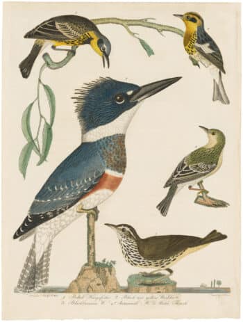 North American Ornithology Antiquarian & Collectible Books for