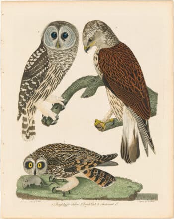 American Ornithology 2nd Edition – Antique Originals