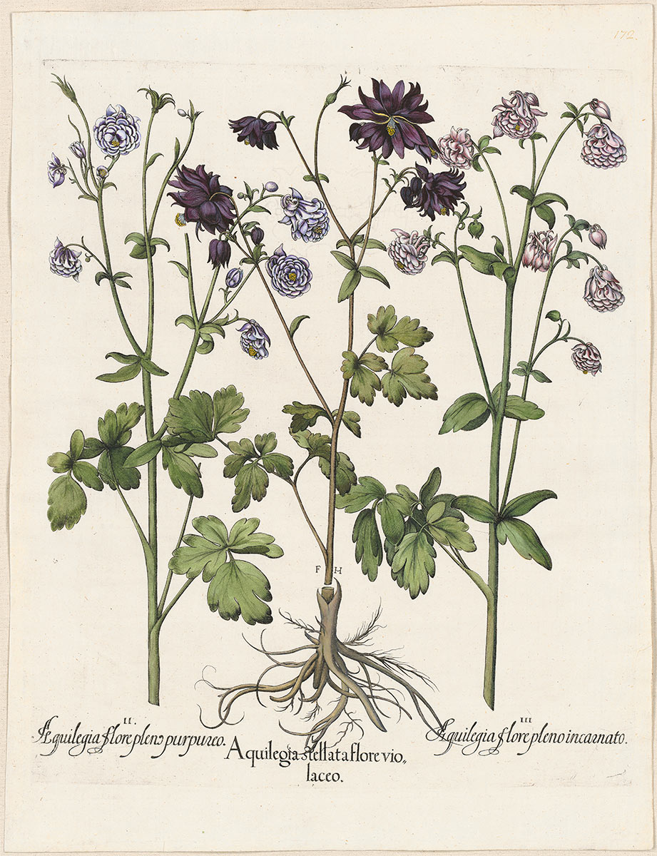 The Historical Significance of Botanical Illustration