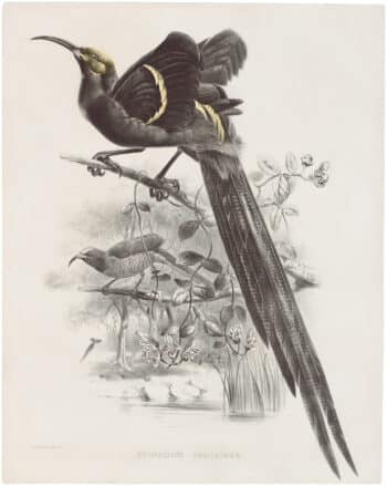 A Monograph of the Birds of Paradise - Antique Originals, Avian & Wildlife, Daniel Giraud Elliot