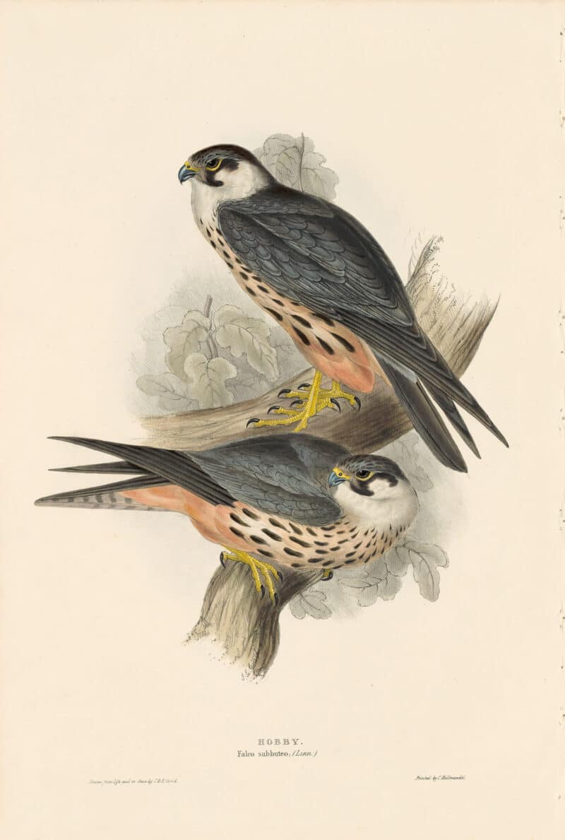 Gould Birds of Europe, Pl. 22 Hobby