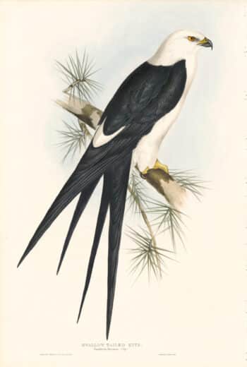Gould Birds of Europe, Pl. 30 Swallow-Tailed Kite