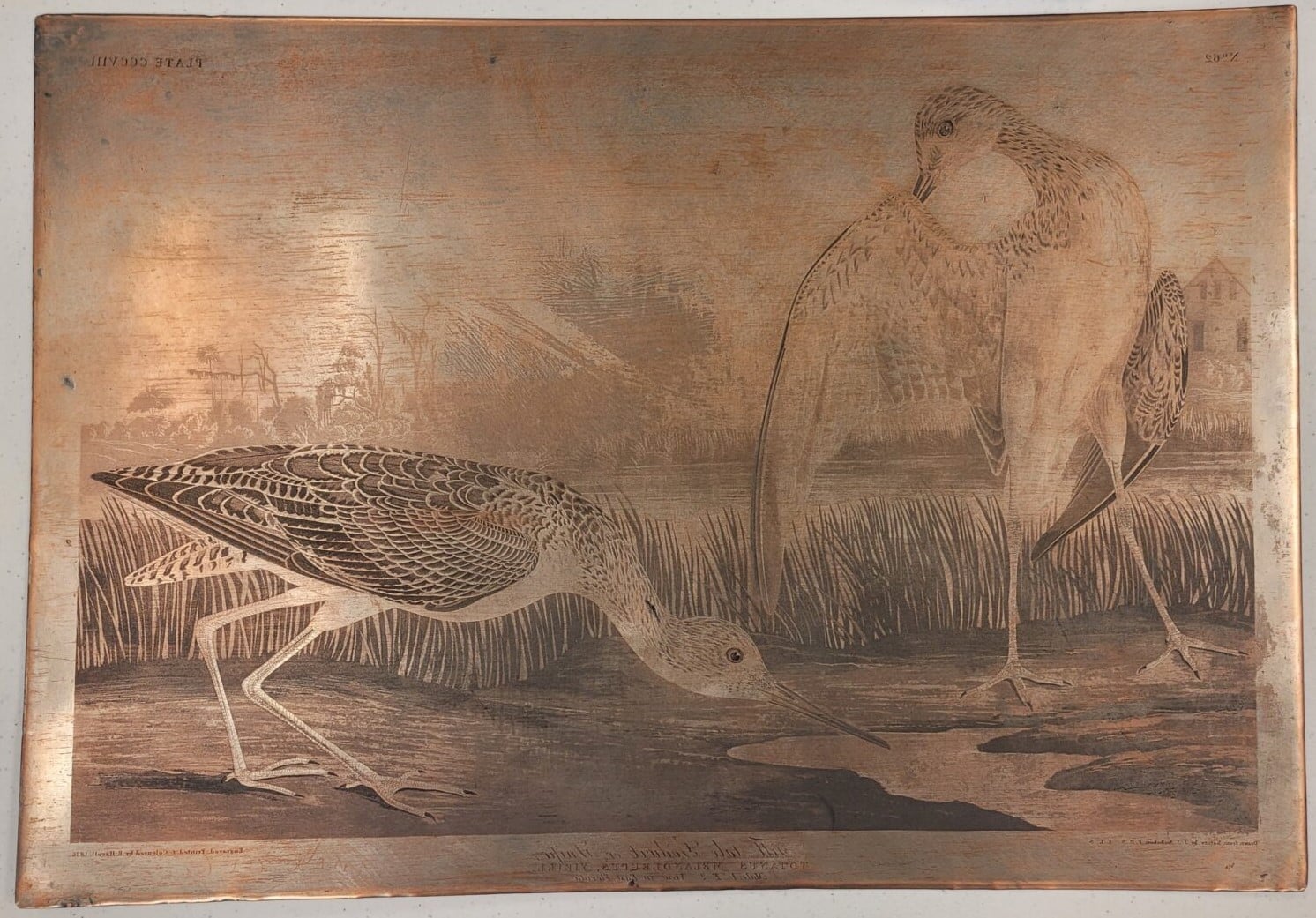 Audubon Copper Plates at Peabody Museum