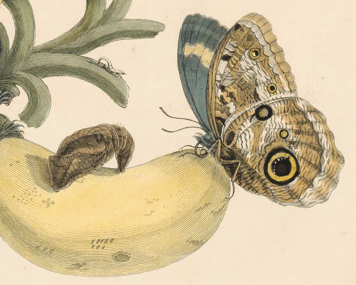 Merian's Metamorphosis of the Insects of Suriname