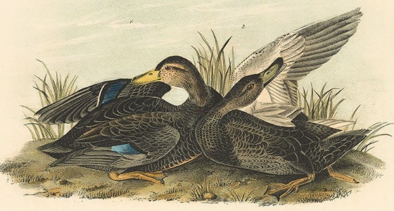 Audubon Octavo Pl 386 - Dusky Duck