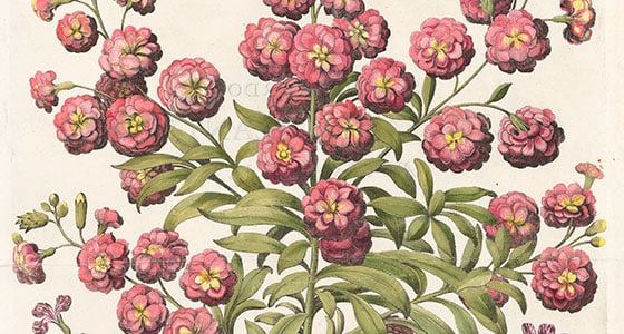 Besler Deluxe Ed. Pl. 313, Variegated florists carnation