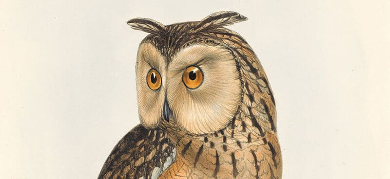 Lear Plate 38 - Eastern Eagle Owl