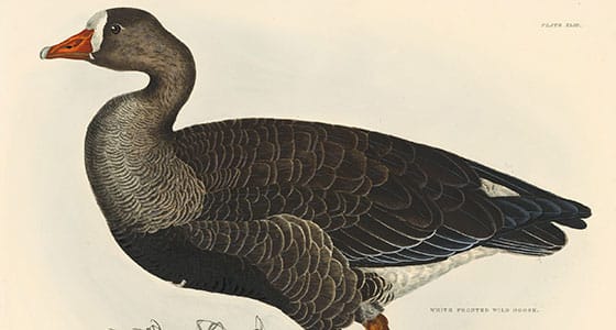 Selby Vol 2, Pl. 43, White Fronted Wild Goose