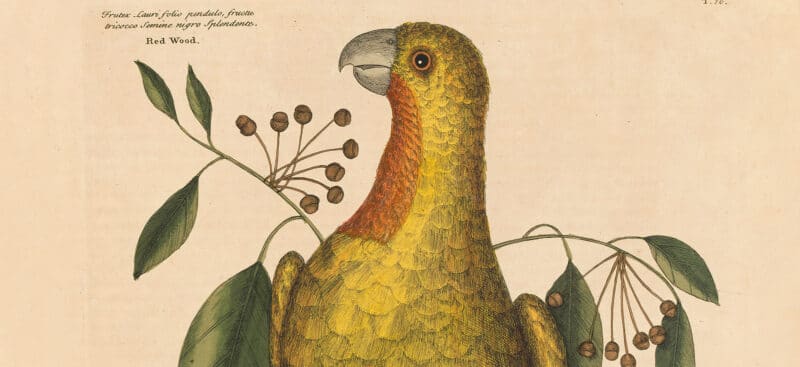 Natural history art treasures under $10,000